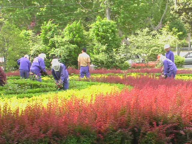 園林養(yǎng)護(hù)六